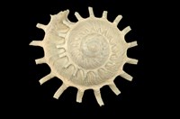 藏品(扶輪螺)的圖片